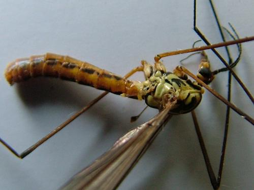 Réf. 250 618 : Nephrotoma submaculosa